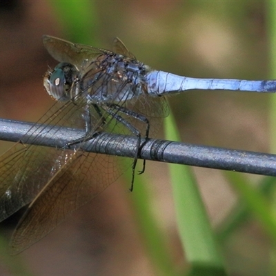 Orthetrum caledonicum (Blue Skimmer) at Gibberagee, NSW - 4 Feb 2015 by Bungybird