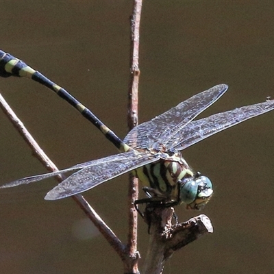 Ictinogomphus australis (Australian Tiger) at Gibberagee, NSW - 4 Feb 2015 by Bungybird