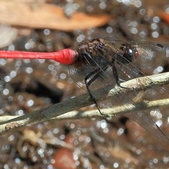 Orthetrum villosovittatum (Fiery Skimmer) at Gibberagee, NSW - 4 Feb 2015 by Bungybird