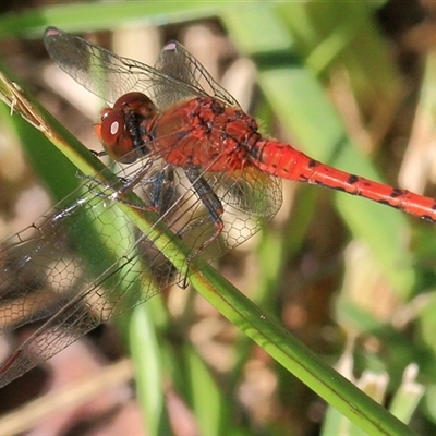 Diplacodes bipunctata (Wandering Percher) at Gibberagee, NSW - 4 Feb 2015 by Bungybird