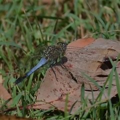 Orthetrum caledonicum (Blue Skimmer) at Gibberagee, NSW - 27 Jan 2022 by Bungybird