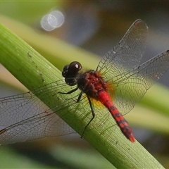 Diplacodes melanopsis (Black-faced Percher) at Gibberagee, NSW - 27 Jan 2022 by Bungybird