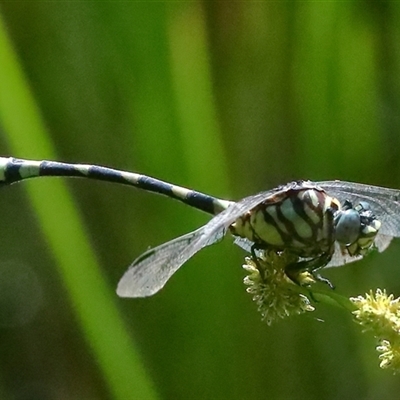 Ictinogomphus australis (Australian Tiger) at Gibberagee, NSW - 27 Jan 2022 by Bungybird