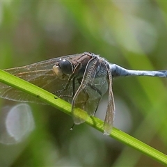 Orthetrum caledonicum (Blue Skimmer) at Gibberagee, NSW - 27 Jan 2022 by Bungybird