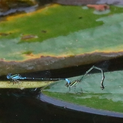 Austroagrion watsoni (Eastern Billabongfly) at Gibberagee, NSW - 28 Jan 2022 by Bungybird