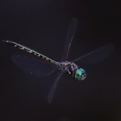 Hemicordulia australiae (Australian Emerald) at Gibberagee, NSW - 28 Jan 2022 by Bungybird