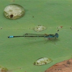 Austroagrion watsoni (Eastern Billabongfly) at Gibberagee, NSW - 28 Jan 2022 by Bungybird