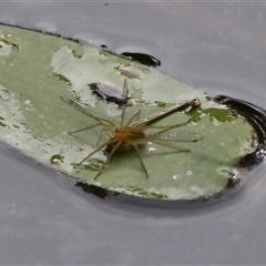 Dolomedes facetus (Crafty Fishing Spider) at Gibberagee, NSW - 27 Jan 2022 by Bungybird