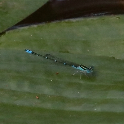 Austroagrion watsoni (Eastern Billabongfly) at Gibberagee, NSW - 28 Jan 2022 by Bungybird