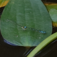 Austroagrion watsoni (Eastern Billabongfly) at Gibberagee, NSW - 28 Jan 2022 by Bungybird