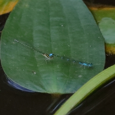 Austroagrion watsoni (Eastern Billabongfly) at Gibberagee, NSW - 28 Jan 2022 by Bungybird