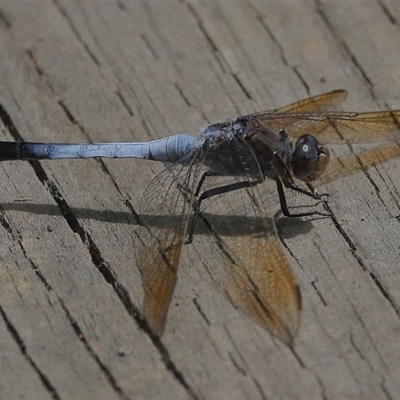 Orthetrum caledonicum (Blue Skimmer) at Gibberagee, NSW - 28 Jan 2022 by Bungybird