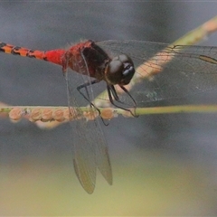 Diplacodes melanopsis (Black-faced Percher) at Gibberagee, NSW - 28 Jan 2022 by Bungybird