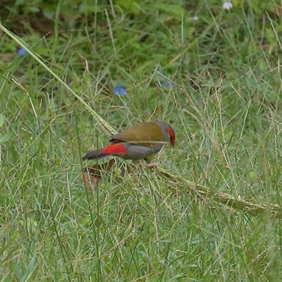 Neochmia temporalis (Red-browed Finch) at Gibberagee, NSW - 28 Jan 2022 by Bungybird