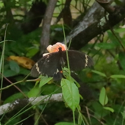 Papilio aegeus (Orchard Swallowtail, Large Citrus Butterfly) at Gibberagee, NSW - 28 Jan 2022 by Bungybird