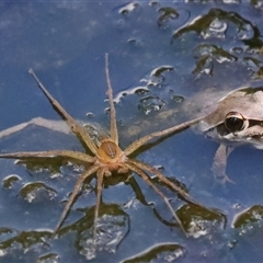 Dolomedes facetus (Crafty Fishing Spider) at Gibberagee, NSW - 29 Jan 2022 by Bungybird