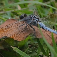 Orthetrum caledonicum (Blue Skimmer) at Gibberagee, NSW - 30 Jan 2022 by Bungybird