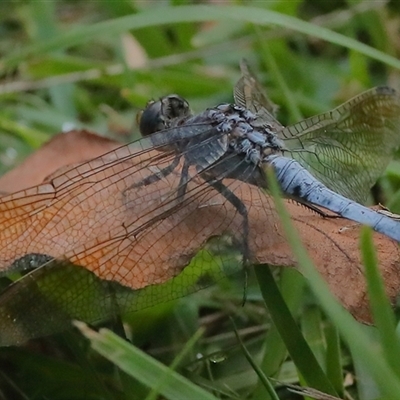 Orthetrum caledonicum (Blue Skimmer) at Gibberagee, NSW - 30 Jan 2022 by Bungybird