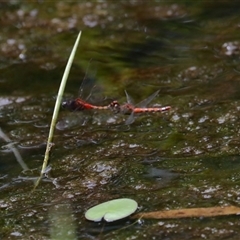 Diplacodes melanopsis (Black-faced Percher) at Gibberagee, NSW - 30 Jan 2022 by Bungybird