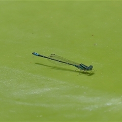 Austroagrion watsoni (Eastern Billabongfly) at Gibberagee, NSW - 30 Jan 2022 by Bungybird