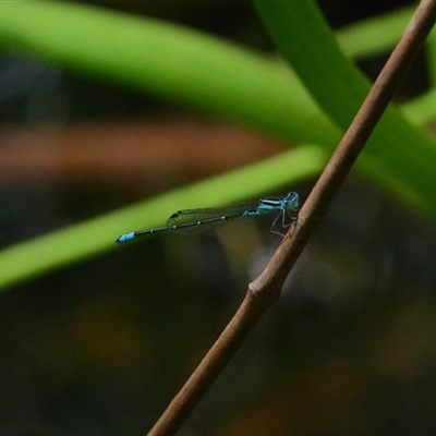 Austroagrion watsoni (Eastern Billabongfly) at Gibberagee, NSW - 30 Jan 2022 by Bungybird