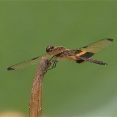 Rhyothemis phyllis (Yellow-striped Flutterer) at Gibberagee, NSW - 30 Jan 2022 by Bungybird