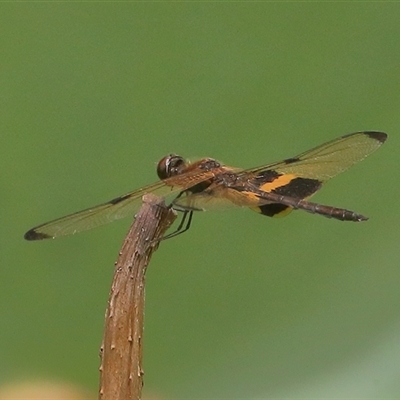 Rhyothemis phyllis (Yellow-striped Flutterer) at Gibberagee, NSW - 30 Jan 2022 by Bungybird