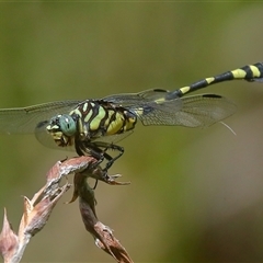 Ictinogomphus australis (Australian Tiger) at Gibberagee, NSW - 30 Jan 2022 by Bungybird