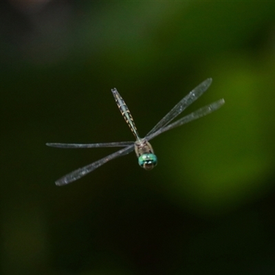 Hemicordulia australiae (Australian Emerald) at Gibberagee, NSW - 30 Jan 2022 by Bungybird