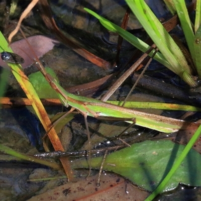 Acrida conica at Gibberagee, NSW - 8 Feb 2015 by Bungybird