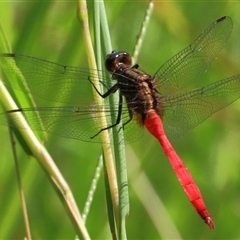 Orthetrum villosovittatum (Fiery Skimmer) at Gibberagee, NSW - 8 Feb 2015 by Bungybird