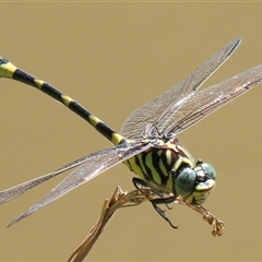 Ictinogomphus australis (Australian Tiger) at Gibberagee, NSW - 8 Feb 2015 by Bungybird