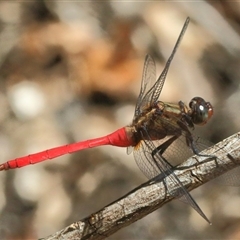 Orthetrum villosovittatum (Fiery Skimmer) at Gibberagee, NSW - 8 Feb 2015 by Bungybird