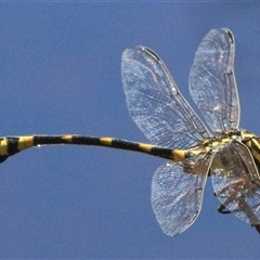 Ictinogomphus australis (Australian Tiger) at Gibberagee, NSW - 8 Feb 2015 by Bungybird