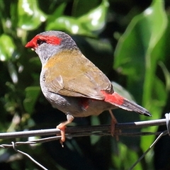 Neochmia temporalis (Red-browed Finch) at Gibberagee, NSW - 8 Feb 2015 by Bungybird