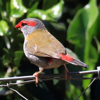 Neochmia temporalis (Red-browed Finch) at Gibberagee, NSW - 8 Feb 2015 by Bungybird