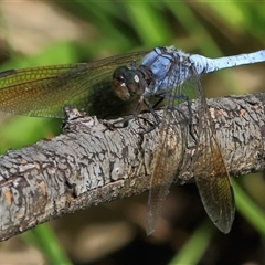 Orthetrum caledonicum (Blue Skimmer) at Gibberagee, NSW - 8 Feb 2015 by Bungybird