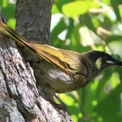 Meliphaga lewinii (Lewin's Honeyeater) at Gibberagee, NSW - 8 Feb 2015 by Bungybird