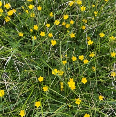 Ranunculus lappaceus (Australian Buttercup) at Rendezvous Creek, ACT - 16 Nov 2024 by AdamHenderson