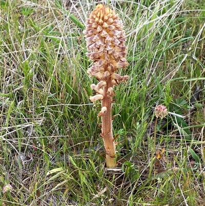 Orobanche minor (Broomrape) at Rendezvous Creek, ACT - 16 Nov 2024 by AdamHenderson