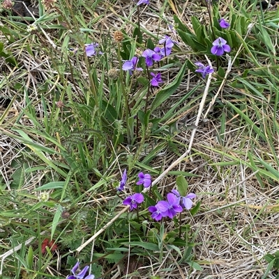 Viola betonicifolia (Mountain Violet) at Rendezvous Creek, ACT - 16 Nov 2024 by AdamHenderson