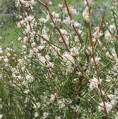 Hakea microcarpa (Small-fruit Hakea) at Rendezvous Creek, ACT - 16 Nov 2024 by AdamHenderson