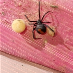 Latrodectus hasselti (Redback Spider) at Yarralumla, ACT - 16 Nov 2024 by jpittock