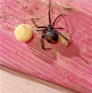 Latrodectus hasselti at Yarralumla, ACT - 16 Nov 2024