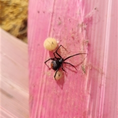 Latrodectus hasselti at Yarralumla, ACT - 16 Nov 2024 09:19 AM