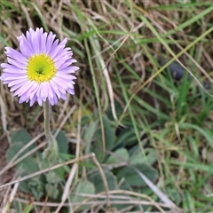 Brachyscome spathulata (Coarse Daisy, Spoon-leaved Daisy) at Lyons, ACT - 4 Nov 2024 by ran452