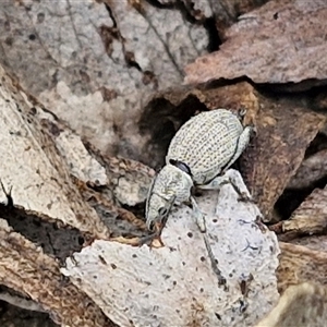 Polyphrades paganus (A weevil) at Bungonia, NSW by trevorpreston