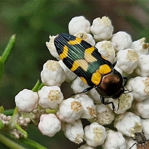 Castiarina flavopicta at Bungonia, NSW - 17 Nov 2024