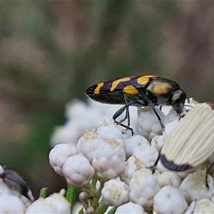 Castiarina flavopicta at Bungonia, NSW - 17 Nov 2024