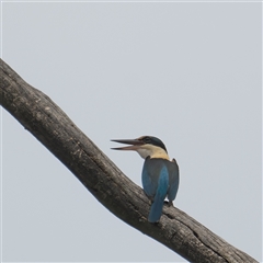 Todiramphus sanctus (Sacred Kingfisher) at Bungonia, NSW - 16 Nov 2024 by Nug